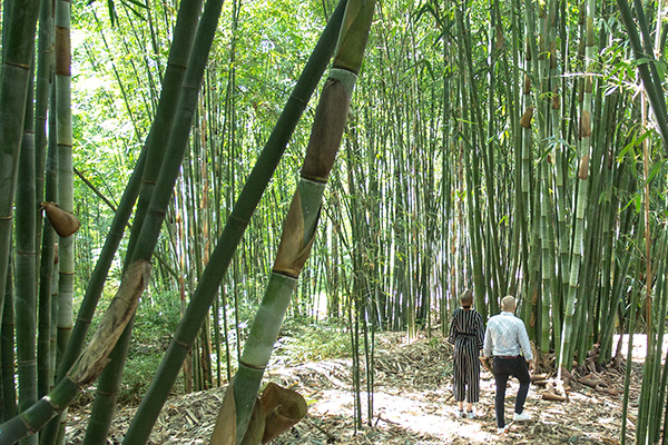 bambusproduksjon