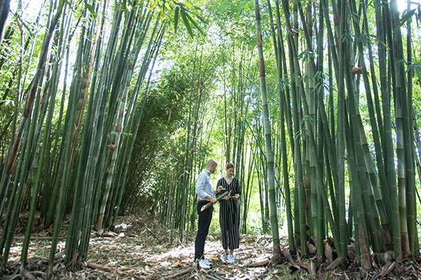 Ansvarlig bambus produktion