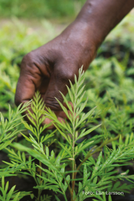 we love the forest we love the forest