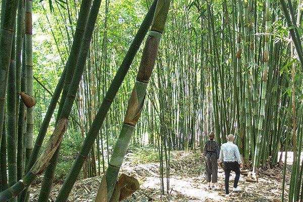 Ekologisk bambu