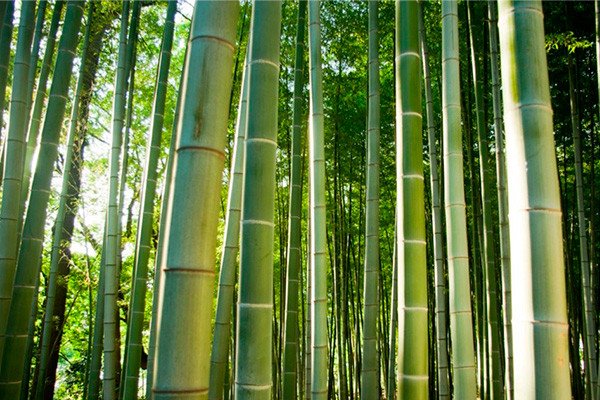 Bambu skog