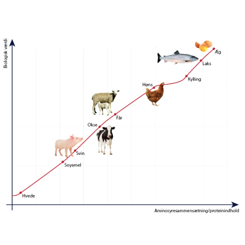 Proteinlinjen - Biologisk værdi